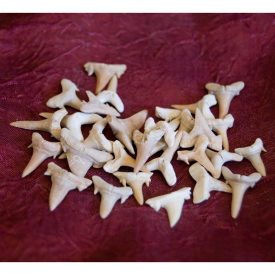 Fossil Shark Tooth - 1 cm - Sahara Desert - NEW