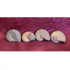 Ammonite Fossil - 3 cm - Sahara Desert - NEW