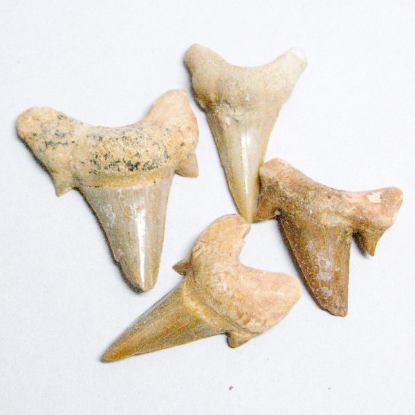 Fossil Shark Tooth - 3 cm - Sahara Desert - NEW