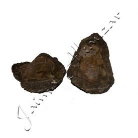Trilobite - Fossil Natural - Raw - Stone Original - 13 cm