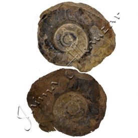 Ammonite Fossil - 4.5 cm - Sahara Desert - NEW
