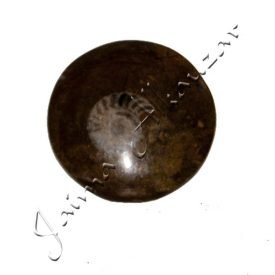 Polished Fossil Ammonite - 5 cm - Sahara Desert - NEW