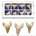 Fossil Shark Tooth - 5 cm - Sahara Desert - NEW
