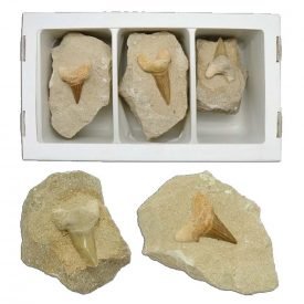 Fossil Shark Tooth Matrix - 12 cm - Sahara
