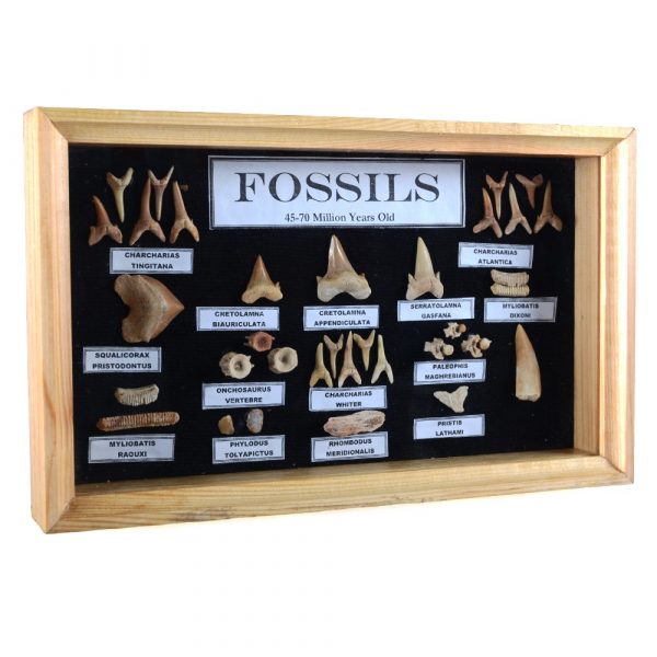 Collection fossils - 45-70 million years - glass display cabinet - new