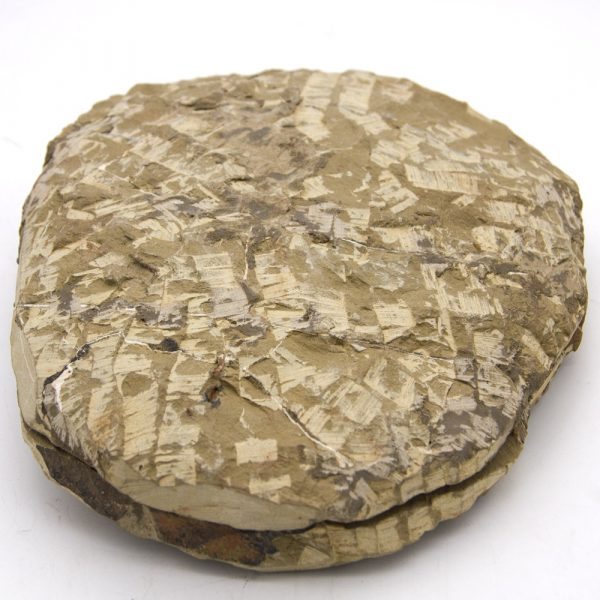 Trilobite - Natural Fossil - Raw - Original Stone - 24 cm