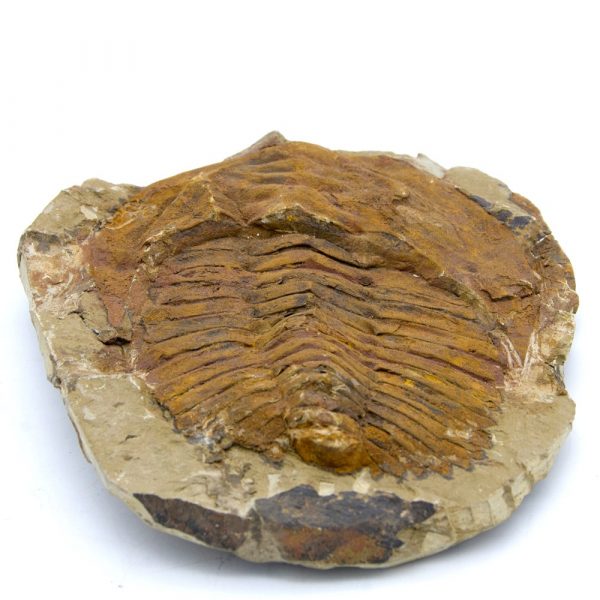 Trilobite - Natural Fossil - Raw - Original Stone - 24 cm