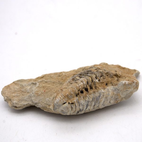 Trilobite - Natural Fossil - Raw - Original Stone - 10 cm