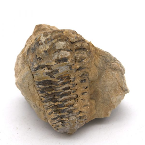 Trilobite - Natural Fossil - Raw - Original Stone - 10 cm