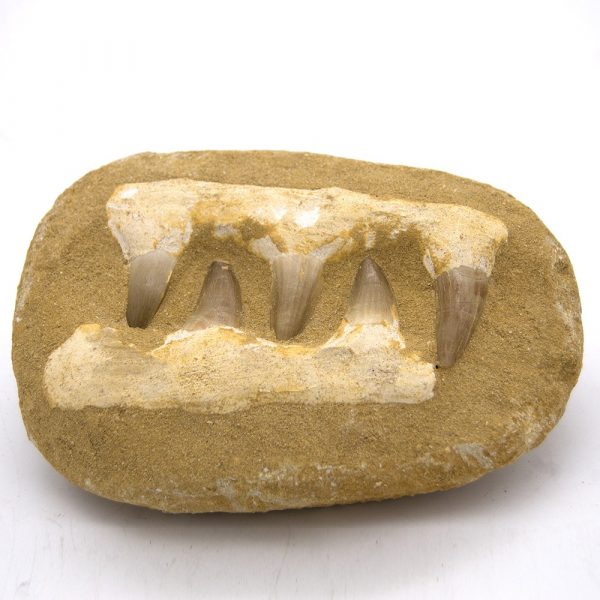 Shark Teeth Fossil 450 million years old - Sahara Desert