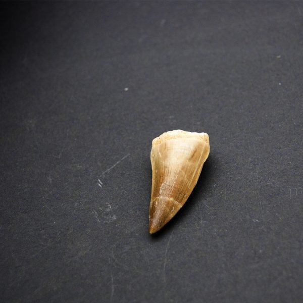 Fossilized Shark Tooth - Sahara Desert - Single tooth - 450 million years